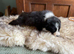 All puppy’s have found new families