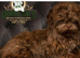 Stunning doby shih tzu puppies