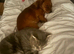 1 year old dachshund x Pomeranian x Jack Russell
