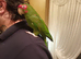 Rare Cherry headed conure