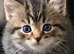 Siberian Kitten