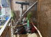 Young Indian ringnecks forsale