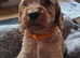 Beautiful F1b cockapoo Puppies