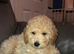 Purebred mini poodles ready for their forever homes