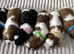 Beautiful Shih Tzu puppies