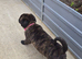 beautiful shepkita puppies