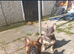 French bull dog puppy 9 weeks