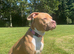 american staffy