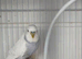 Various budgies