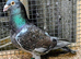 Almond racing pigeon cocks
