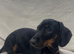 3 Dachshund Puppies for sale!!
