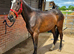 Very pretty 3yr filly