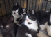 British Shorthair cross kittens