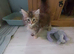 XXL Maine Coon Kittens.