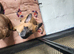 Belgium malinois puppy