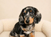 Gorgeous miniature dachshund puppy