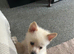 male pomchi