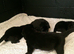 Full pedigree Newfoundland puppies