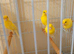 Pairs of Irish fancy canarys for sale