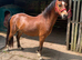 Welsh C registered 4y/o unbroken