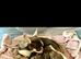 Chihuahua puppies