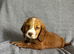 Stunning Extensive health tested cocker spaniel puppies