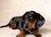 Miniature Dachshund Puppies, KC reg
