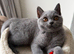 Blue Britishshorthair kitten female for sale