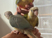 Silly tamed and super friendly 10 weeks old conures