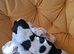 Tricolour pups 1 girl 2 boys still available