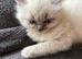 Beautiful colour point kittens