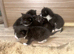 ️Kittens️Fur babies looking for their forever homes