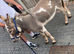 Mediterranean miniature jack donkey