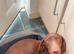 Male dachshund