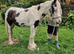 Cob gelding