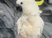 Friendly Baby HandReared Super Tame Cuddly Medium Sulphur Crested Cockatoo Parrot