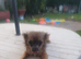 Pure Chihuahua female