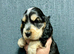 KC reg show type Cocker Spaniel Puppies from DNA tested parents
