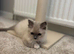 male ragdoll