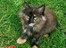 Maine Coon Kittens &ndash; Big, Friendly, Home‑Raised