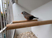 Charcoal zebra finch cock 2026