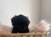 Lhasa cross Shih Tzu
