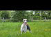 3/4 whippets 1/4 lurcher