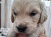 5 Golden Retriver Puppies