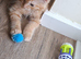 Ragdoll boy 10 weeks