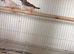 Pair of zebra finches
