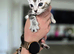 1/4 Maine coon Cross kittens !