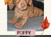 3 Beautiful Miniature Dachshund Puppies
