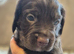 Cockapoo puppies for sale