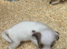 Jack Russell terrier puppies for sale